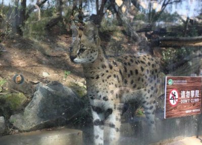 ​非法买卖薮猫，卖家买家一个都逃不掉