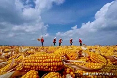 ​农业的未来究竟是回归大集体生产队，还是继续单干？