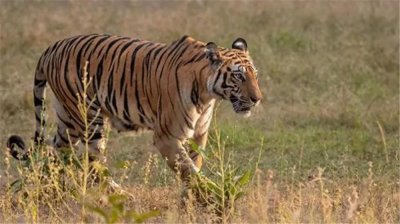 ​狐假虎威得到证实：狐狸尾随成年老虎，老虎撒尿之后狐狸上去打滚