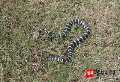 ​女孩网购毒蛇被咬身亡父母索赔172万元，卖家、二手平台、快递公司谁该担责