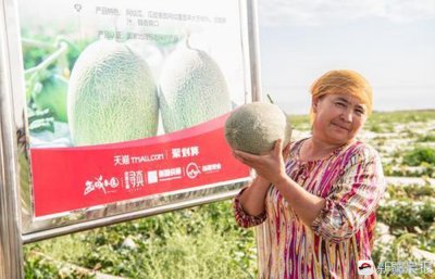 ​凌晨采瓜人：要把最好的西州蜜瓜给大家