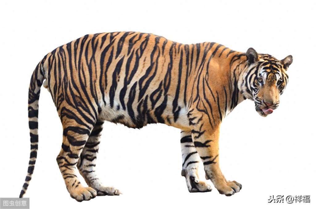 孟加拉虎Bengal Tiger