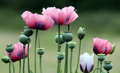 ​罂粟不能随便种 种植一株也违法