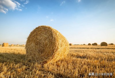 ​这几天，“草包”火了，火得幺不倒台，那你知道什么是草包吗？