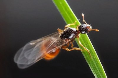 ​蚂蚁翅膀怎么生出来的？为什么有些蚂蚁有翅膀？