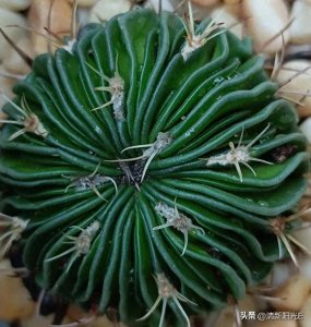 ​在仙人掌的世界里，大家可认识多棱球？