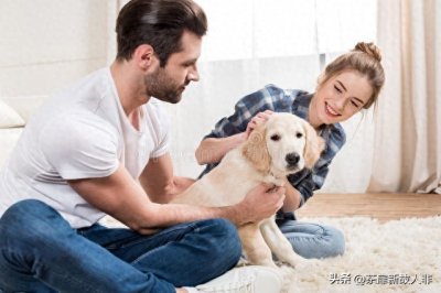 ​顺丰宠物快递大揭秘：如何安全寄送你的小宝贝？