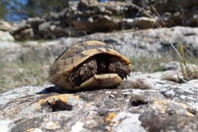 ​闲聊一下乌龟的寿命