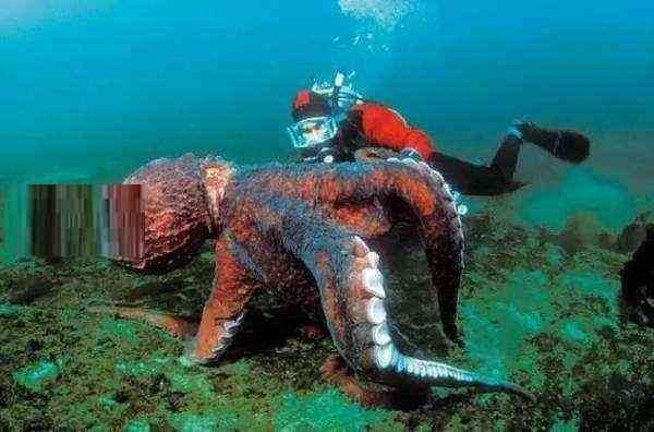 章鱼捕食鲨鱼为生(太平洋巨型章鱼周长9米)