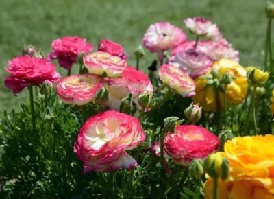 ​此花比月季还美，比牡