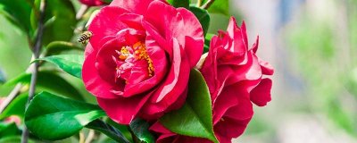 ​山茶花为什么会变色 山