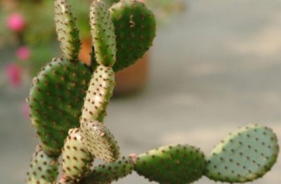 ​仙人掌的寓意和象征意