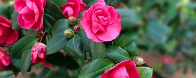 ​茶花可以泡水喝吗 胎菊