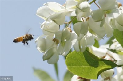 ​槐花的功效与作用（止